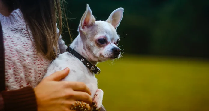 Chihuahua di 21 anni, ecco il cane più anziano del mondo